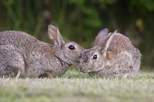 Cuniculus: European Rabbit adult rabbits preening each other