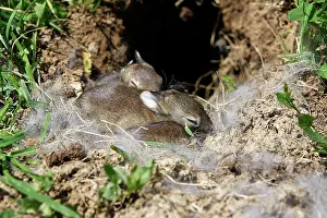 Warren: European Rabbit - babies - 12 days old