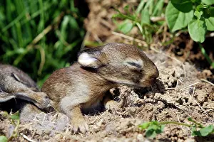 Warren: European Rabbit - babies - 12 days old