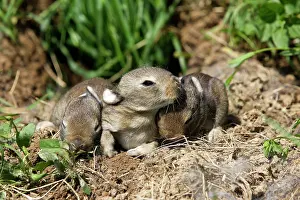Warren: European Rabbit - babies - 12 days old