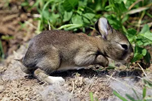 Warren: European Rabbit - baby - 12 days old