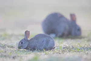 Sven-erik Arndt: European Rabbit Family