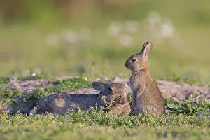 Sven-erik Arndt: European Rabbit Family