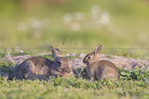 Sven-erik Arndt: European Rabbit Family