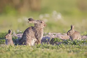 Sven-erik Arndt: European Rabbit Family