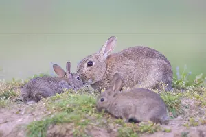Sven-erik Arndt: European Rabbit Family