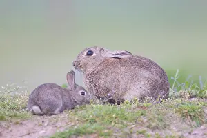 Sven-erik Arndt: European Rabbit Family