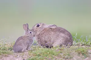 Sven-erik Arndt: European Rabbit Family