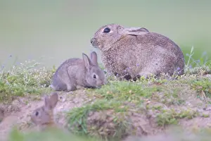 Sven-erik Arndt: European Rabbit Family