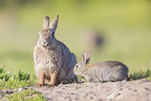 Sven-erik Arndt: European Rabbit Family