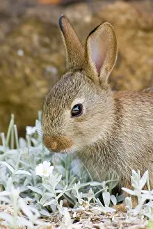 Cerastium: European Rabbit - feeding on Cerastium tomentosum