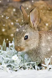 170222: European Rabbit - feeding on Cerastium tomentosum in the sno