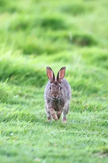 Hopping: European Rabbit - hopping