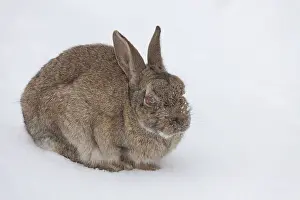 Micro: European Rabbit - infected with the Myxomatosis