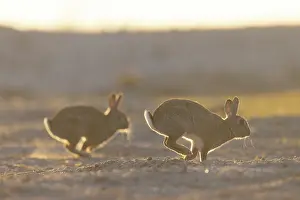 Rabbit: European Rabbit motion