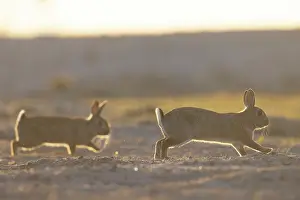 Rabbit: European Rabbit motion