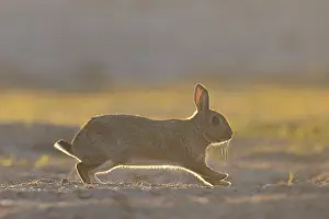 Rabbit: European Rabbit motion