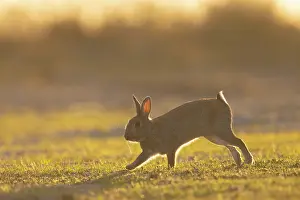 Rabbit: European Rabbit motion