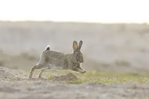 Rabbit: European Rabbit motion