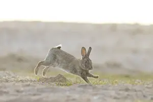 Rabbit: European Rabbit motion