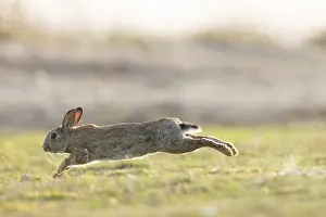 Rabbit: European Rabbit motion