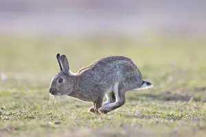 Rabbit: European Rabbit motion