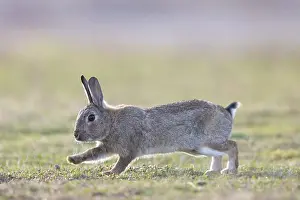 Rabbit: European Rabbit motion