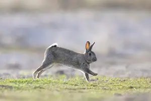 Rabbit: European Rabbit motion