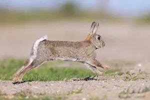 Rabbit: European Rabbit motion