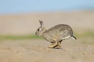 Rabbit: European Rabbit motion