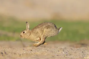 Rabbit: European Rabbit motion
