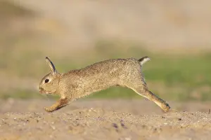 Rabbit: European Rabbit motion