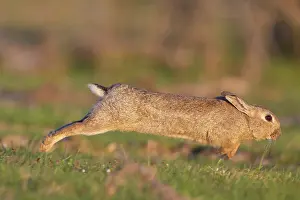 Rabbit: European Rabbit motion