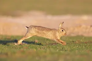 Rabbit: European Rabbit motion