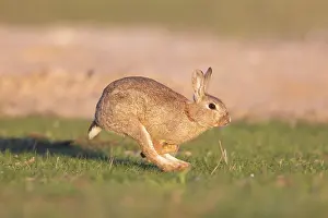 Rabbit: European Rabbit motion