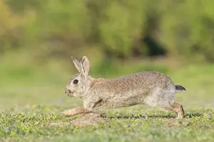 Sven-erik Arndt: European Rabbit motion