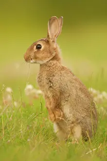 Cuniculus: European Rabbit (Oryctolagus cuniculus) adult, alert