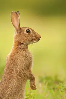 Cuniculus: European Rabbit (Oryctolagus cuniculus) adult, alert