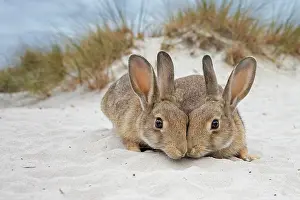 Cuniculus: European rabbit (Oryctolagus cuniculus) in the dunes