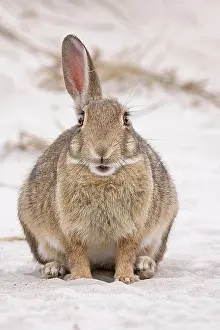 Cuniculus: European rabbit (Oryctolagus cuniculus) in the dunes