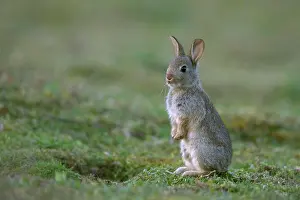 Cuniculus: European rabbit (Oryctolagus cuniculus) juvenile