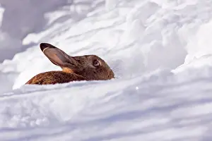 Snowdrift: European rabbit (Oryctolagus cuniculus) sitting