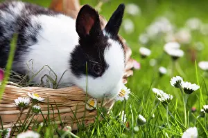 Bellis: European rabbit (Oryctolagus cuniculus) sitting