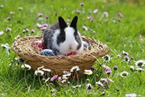 Bellis: European rabbit (Oryctolagus cuniculus) sitting
