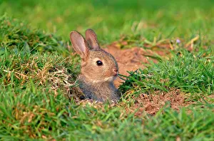 Sussex: European Rabbit (Oryctolagus cuniculus), young