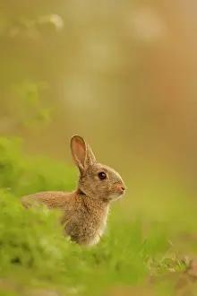 Cuniculus: European Rabbit (Oryctolagus cuniculus) young, alert