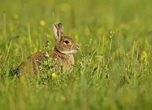 Machair: European Rabbit sitting and watching among the Machair
