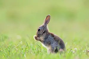 Groom: European Rabbit - young - groom himself during