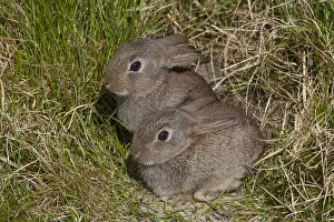240118: European Rabbit - young rabbits - Germany