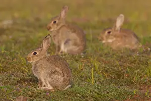 240118: European Rabbit - young rabbits - Sweden
